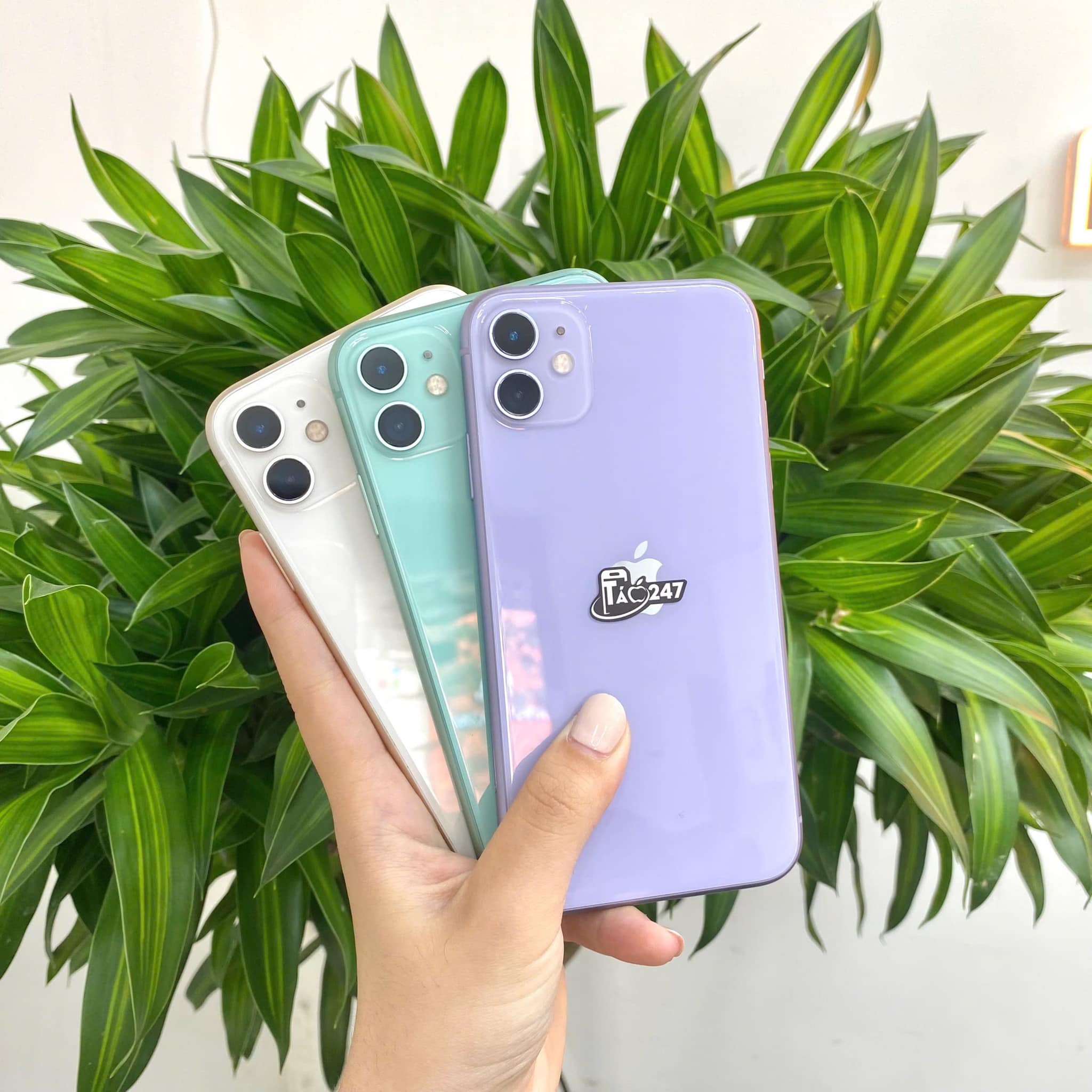 iPhone 11 tại Táo 247 đầy đủ mẫu mã đa dạng